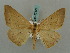  ( - BC ZSM Lep 57829)  @11 [ ] CreativeCommons - Attribution Non-Commercial Share-Alike (2011) Axel Hausmann/Bavarian State Collection of Zoology (ZSM) SNSB, Zoologische Staatssammlung Muenchen