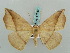  ( - BC ZSM Lep 57830)  @13 [ ] CreativeCommons - Attribution Non-Commercial Share-Alike (2011) Axel Hausmann/Bavarian State Collection of Zoology (ZSM) SNSB, Zoologische Staatssammlung Muenchen