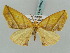  (Sycia directaria - BC ZSM Lep 57842)  @11 [ ] CreativeCommons - Attribution Non-Commercial Share-Alike (2011) Axel Hausmann/Bavarian State Collection of Zoology (ZSM) SNSB, Zoologische Staatssammlung Muenchen