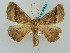  (Pero teleclyta - BC ZSM Lep 57844)  @13 [ ] CreativeCommons - Attribution Non-Commercial Share-Alike (2011) Axel Hausmann/Bavarian State Collection of Zoology (ZSM) SNSB, Zoologische Staatssammlung Muenchen