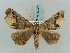  ( - BC ZSM Lep 57847)  @13 [ ] CreativeCommons - Attribution Non-Commercial Share-Alike (2011) Axel Hausmann/Bavarian State Collection of Zoology (ZSM) SNSB, Zoologische Staatssammlung Muenchen