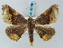  (Pero mathanaria - BC ZSM Lep 57848)  @13 [ ] CreativeCommons - Attribution Non-Commercial Share-Alike (2011) Axel Hausmann/Bavarian State Collection of Zoology (ZSM) SNSB, Zoologische Staatssammlung Muenchen