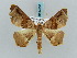  ( - BC ZSM Lep 57850)  @14 [ ] CreativeCommons - Attribution Non-Commercial Share-Alike (2011) Axel Hausmann/Bavarian State Collection of Zoology (ZSM) SNSB, Zoologische Staatssammlung Muenchen