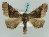  ( - BC ZSM Lep 57851)  @14 [ ] CreativeCommons - Attribution Non-Commercial Share-Alike (2011) Axel Hausmann/Bavarian State Collection of Zoology (ZSM) SNSB, Zoologische Staatssammlung Muenchen