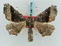  ( - BC ZSM Lep 57852)  @13 [ ] CreativeCommons - Attribution Non-Commercial Share-Alike (2011) Axel Hausmann/Bavarian State Collection of Zoology (ZSM) SNSB, Zoologische Staatssammlung Muenchen