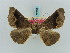  (Pero muzoides - BC ZSM Lep 57853)  @12 [ ] CreativeCommons - Attribution Non-Commercial Share-Alike (2011) Axel Hausmann/Bavarian State Collection of Zoology (ZSM) SNSB, Zoologische Staatssammlung Muenchen