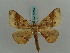  ( - BC ZSM Lep 57854)  @12 [ ] CreativeCommons - Attribution Non-Commercial Share-Alike (2011) Axel Hausmann/Bavarian State Collection of Zoology (ZSM) SNSB, Zoologische Staatssammlung Muenchen
