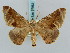  (Pero binasta - BC ZSM Lep 57862)  @13 [ ] CreativeCommons - Attribution Non-Commercial Share-Alike (2011) Axel Hausmann/Bavarian State Collection of Zoology (ZSM) SNSB, Zoologische Staatssammlung Muenchen
