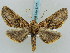  (Pero spina - BC ZSM Lep 57871)  @15 [ ] CreativeCommons - Attribution Non-Commercial Share-Alike (2011) Axel Hausmann/Bavarian State Collection of Zoology (ZSM) SNSB, Zoologische Staatssammlung Muenchen