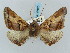  (Pero propinqua - BC ZSM Lep 57873)  @12 [ ] CreativeCommons - Attribution Non-Commercial Share-Alike (2011) Axel Hausmann/Bavarian State Collection of Zoology (ZSM) SNSB, Zoologische Staatssammlung Muenchen