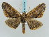  ( - BC ZSM Lep 57874)  @14 [ ] CreativeCommons - Attribution Non-Commercial Share-Alike (2011) Axel Hausmann/Bavarian State Collection of Zoology (ZSM) SNSB, Zoologische Staatssammlung Muenchen