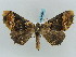  ( - BC ZSM Lep 57878)  @14 [ ] CreativeCommons - Attribution Non-Commercial Share-Alike (2011) Axel Hausmann/Bavarian State Collection of Zoology (ZSM) SNSB, Zoologische Staatssammlung Muenchen