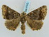  (Pero asterodia - BC ZSM Lep 57879)  @15 [ ] CreativeCommons - Attribution Non-Commercial Share-Alike (2011) Axel Hausmann/Bavarian State Collection of Zoology (ZSM) SNSB, Zoologische Staatssammlung Muenchen