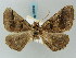  (Pero spectrataAH02Co - BC ZSM Lep 57880)  @13 [ ] CreativeCommons - Attribution Non-Commercial Share-Alike (2011) Axel Hausmann/Bavarian State Collection of Zoology (ZSM) SNSB, Zoologische Staatssammlung Muenchen