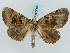  (Pero mathilda - BC ZSM Lep 57883)  @12 [ ] CreativeCommons - Attribution Non-Commercial Share-Alike (2011) Axel Hausmann/Bavarian State Collection of Zoology (ZSM) SNSB, Zoologische Staatssammlung Muenchen