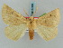  (Crocallis helenaria - BC ZSM Lep 57899)  @14 [ ] CreativeCommons - Attribution Non-Commercial Share-Alike (2011) Axel Hausmann/Bavarian State Collection of Zoology (ZSM) SNSB, Zoologische Staatssammlung Muenchen