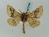  ( - BC ZSM Lep 57900)  @14 [ ] CreativeCommons - Attribution Non-Commercial Share-Alike (2011) Axel Hausmann/Bavarian State Collection of Zoology (ZSM) SNSB, Zoologische Staatssammlung Muenchen