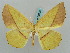 (Auaxa cesadaria - BC ZSM Lep 58005)  @13 [ ] CreativeCommons - Attribution Non-Commercial Share-Alike (2011) Axel Hausmann/Bavarian State Collection of Zoology (ZSM) SNSB, Zoologische Staatssammlung Muenchen