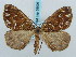  ( - BC ZSM Lep 58006)  @13 [ ] CreativeCommons - Attribution Non-Commercial Share-Alike (2011) Axel Hausmann/Bavarian State Collection of Zoology (ZSM) SNSB, Zoologische Staatssammlung Muenchen