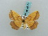  ( - BC ZSM Lep 58013)  @11 [ ] CreativeCommons - Attribution Non-Commercial Share-Alike (2011) Axel Hausmann/Bavarian State Collection of Zoology (ZSM) SNSB, Zoologische Staatssammlung Muenchen