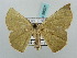  ( - BC ZSM Lep 58027)  @12 [ ] CreativeCommons - Attribution Non-Commercial Share-Alike (2011) Axel Hausmann/Bavarian State Collection of Zoology (ZSM) SNSB, Zoologische Staatssammlung Muenchen