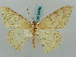  ( - BC ZSM Lep 58035)  @11 [ ] CreativeCommons - Attribution Non-Commercial Share-Alike (2011) Axel Hausmann/Bavarian State Collection of Zoology (ZSM) SNSB, Zoologische Staatssammlung Muenchen