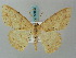  (Luxiaria ichnaea - BC ZSM Lep 58036)  @14 [ ] CreativeCommons - Attribution Non-Commercial Share-Alike (2011) Axel Hausmann/Bavarian State Collection of Zoology (ZSM) SNSB, Zoologische Staatssammlung Muenchen
