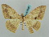  ( - BC ZSM Lep 58037)  @14 [ ] CreativeCommons - Attribution Non-Commercial Share-Alike (2011) Axel Hausmann/Bavarian State Collection of Zoology (ZSM) SNSB, Zoologische Staatssammlung Muenchen