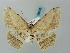  (Luxiaria subgravata - BC ZSM Lep 58038)  @12 [ ] CreativeCommons - Attribution Non-Commercial Share-Alike (2011) Axel Hausmann/Bavarian State Collection of Zoology (ZSM) SNSB, Zoologische Staatssammlung Muenchen