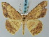  (Luxiaria fulvifascia - BC ZSM Lep 58039)  @13 [ ] CreativeCommons - Attribution Non-Commercial Share-Alike (2011) Axel Hausmann/Bavarian State Collection of Zoology (ZSM) SNSB, Zoologische Staatssammlung Muenchen
