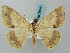  ( - BC ZSM Lep 58040)  @14 [ ] CreativeCommons - Attribution Non-Commercial Share-Alike (2011) Axel Hausmann/Bavarian State Collection of Zoology (ZSM) SNSB, Zoologische Staatssammlung Muenchen