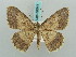  (Luxiaria submonstrata - BC ZSM Lep 58041)  @15 [ ] CreativeCommons - Attribution Non-Commercial Share-Alike (2011) Axel Hausmann/Bavarian State Collection of Zoology (ZSM) SNSB, Zoologische Staatssammlung Muenchen
