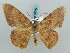  ( - BC ZSM Lep 58042)  @13 [ ] CreativeCommons - Attribution Non-Commercial Share-Alike (2011) Axel Hausmann/Bavarian State Collection of Zoology (ZSM) SNSB, Zoologische Staatssammlung Muenchen