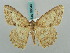  ( - BC ZSM Lep 58043)  @12 [ ] CreativeCommons - Attribution Non-Commercial Share-Alike (2011) Axel Hausmann/Bavarian State Collection of Zoology (ZSM) SNSB, Zoologische Staatssammlung Muenchen
