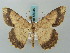  (Luxiaria rescripta - BC ZSM Lep 58045)  @15 [ ] CreativeCommons - Attribution Non-Commercial Share-Alike (2011) Axel Hausmann/Bavarian State Collection of Zoology (ZSM) SNSB, Zoologische Staatssammlung Muenchen