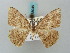  (Luxiaria transmarina - BC ZSM Lep 58046)  @11 [ ] CreativeCommons - Attribution Non-Commercial Share-Alike (2011) Axel Hausmann/Bavarian State Collection of Zoology (ZSM) SNSB, Zoologische Staatssammlung Muenchen