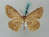  (Luxiaria manengouba - BC ZSM Lep 58047)  @14 [ ] CreativeCommons - Attribution Non-Commercial Share-Alike (2011) Axel Hausmann/Bavarian State Collection of Zoology (ZSM) SNSB, Zoologische Staatssammlung Muenchen