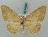  ( - BC ZSM Lep 58050)  @11 [ ] CreativeCommons - Attribution Non-Commercial Share-Alike (2011) Axel Hausmann/Bavarian State Collection of Zoology (ZSM) SNSB, Zoologische Staatssammlung Muenchen