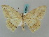  (Eutoea heteroneurata - BC ZSM Lep 58055)  @13 [ ] CreativeCommons - Attribution Non-Commercial Share-Alike (2011) Axel Hausmann/Bavarian State Collection of Zoology (ZSM) SNSB, Zoologische Staatssammlung Muenchen