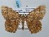  ( - BC ZSM Lep 58071)  @13 [ ] CreativeCommons - Attribution Non-Commercial Share-Alike (2011) Axel Hausmann/Bavarian State Collection of Zoology (ZSM) SNSB, Zoologische Staatssammlung Muenchen
