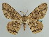  ( - BC ZSM Lep 59142)  @14 [ ] CreativeCommons - Attribution Non-Commercial Share-Alike (2011) Axel Hausmann/Bavarian State Collection of Zoology (ZSM) SNSB, Zoologische Staatssammlung Muenchen