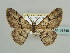  ( - BC ZSM Lep 59145)  @11 [ ] CreativeCommons - Attribution Non-Commercial Share-Alike (2011) Axel Hausmann/Bavarian State Collection of Zoology (ZSM) SNSB, Zoologische Staatssammlung Muenchen