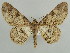  ( - BC ZSM Lep 59149)  @13 [ ] CreativeCommons - Attribution Non-Commercial Share-Alike (2011) Axel Hausmann/Bavarian State Collection of Zoology (ZSM) SNSB, Zoologische Staatssammlung Muenchen
