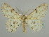  (Ascotis reciprocaria - BC ZSM Lep 59150)  @14 [ ] CreativeCommons - Attribution Non-Commercial Share-Alike (2011) Axel Hausmann/Bavarian State Collection of Zoology (ZSM) SNSB, Zoologische Staatssammlung Muenchen