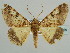  (Gasterocome contacta - BC ZSM Lep 59156)  @11 [ ] CreativeCommons - Attribution Non-Commercial Share-Alike (2011) Axel Hausmann/Bavarian State Collection of Zoology (ZSM) SNSB, Zoologische Staatssammlung Muenchen