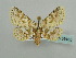  ( - BC ZSM Lep 59165)  @11 [ ] CreativeCommons - Attribution Non-Commercial Share-Alike (2011) Axel Hausmann/Bavarian State Collection of Zoology (ZSM) SNSB, Zoologische Staatssammlung Muenchen