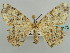  ( - BC ZSM Lep 59172)  @11 [ ] CreativeCommons - Attribution Non-Commercial Share-Alike (2011) Axel Hausmann/Bavarian State Collection of Zoology (ZSM) SNSB, Zoologische Staatssammlung Muenchen
