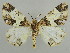  ( - BC ZSM Lep 59173)  @15 [ ] CreativeCommons - Attribution Non-Commercial Share-Alike (2011) Axel Hausmann/Bavarian State Collection of Zoology (ZSM) SNSB, Zoologische Staatssammlung Muenchen