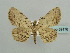  ( - BC ZSM Lep 59176)  @11 [ ] CreativeCommons - Attribution Non-Commercial Share-Alike (2011) Axel Hausmann/Bavarian State Collection of Zoology (ZSM) SNSB, Zoologische Staatssammlung Muenchen