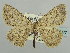  (Charissa onustaria eugonia - BC ZSM Lep 59177)  @11 [ ] CreativeCommons - Attribution Non-Commercial Share-Alike (2011) Axel Hausmann/Bavarian State Collection of Zoology (ZSM) SNSB, Zoologische Staatssammlung Muenchen